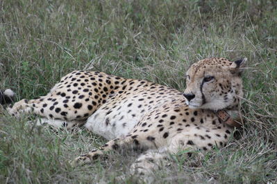 safari tours kenia