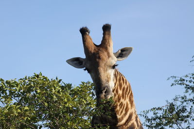 safari tours kenia