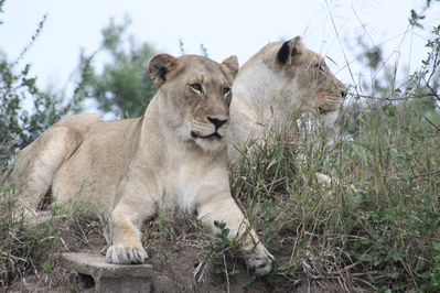 safari kenya tour operator