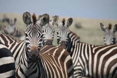 nairobi tour operators