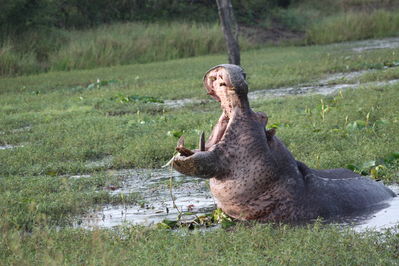 kenya bus tour