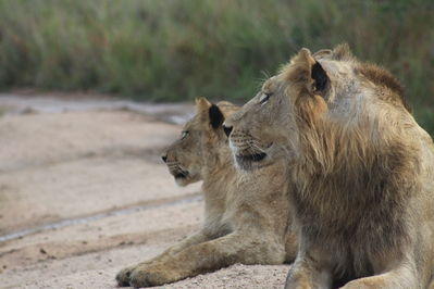 safari tours kenia