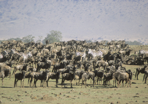 Wildebeest on Pollman's Safari
